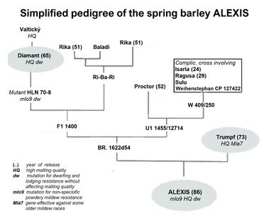 Pedigree of Alexis barley