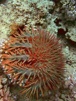 Acanthaster egypt.JPG