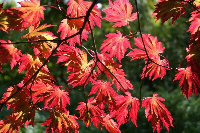 File:Acer japonicum 'Aconitifolium' JPG1b.jpg