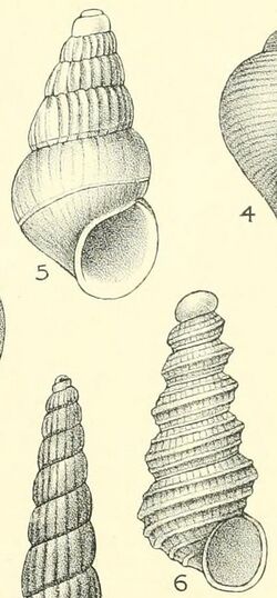Aclis spp. shell illustrations.jpg