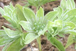 Actinolema macrolema, Geghadir, 2013.06.20 (01) (28656063243).jpg