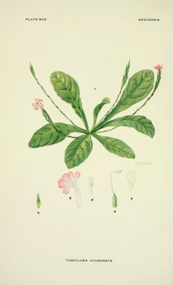 Addisonia - colored illustrations and popular descriptions of plants (1916-(1964)) (16746999296).jpg