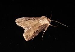 Agrotis stigmosa cropped.jpg