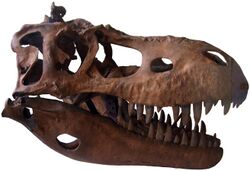 Albertosaurus skull cast.jpg