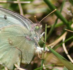 Albino Female Orange Sulphur, Megan McCarty57.jpg