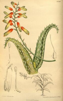 Aloe concinna 145-8790.jpg