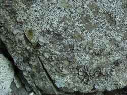 American Stippleback Lichen (4973137936).jpg