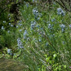 Amsonia hubrichtii.jpg