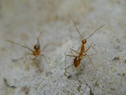 Two yellow ants