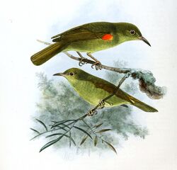 Anthreptes fraseri Keulemans.jpg