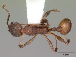 Aphaenogaster mariae casent0103599 dorsal 1.jpg