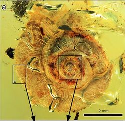 Archaeocyclotus plicatula Fig1 A.jpg