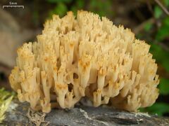 Artomyces pyxidatus 50687.jpg