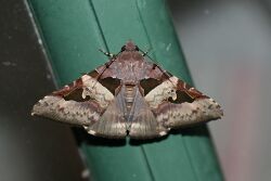 Avatha bubo (Noctuidae Catocalinae) 2.jpg