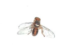 Bactrocera oleae g7.jpg