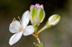 Boronia busselliana.jpg