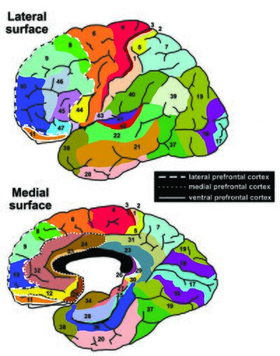 Brodmann areas.jpg