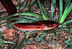 Brook Snake (Pseudoxyrhopus tritaeniatus) (7620765830).jpg