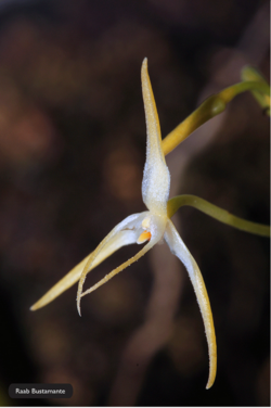 Bulbophyllum laxiflorum 1.png