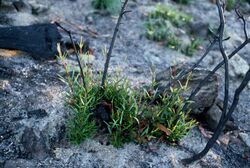 CSIRO ScienceImage 207 The Mountain Devil Lambertia formosa shrub regenerating from lignotubers.jpg