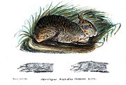 Drawing of brown hare