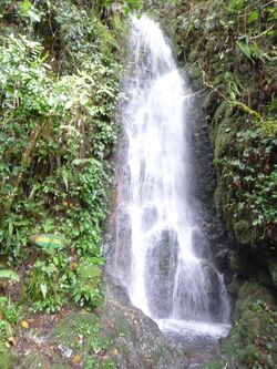 Carson Fall Mt Kinabalu.jpg