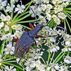 Cerambycidae - Evodinus clathratus.JPG