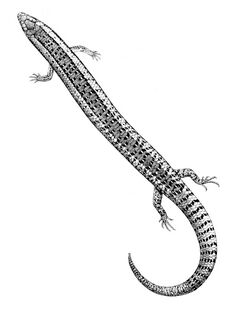 Chalcides bottegi 1897.jpg