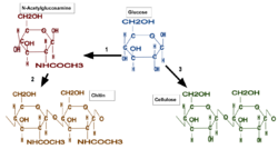 Chitin glucose and cellulose.svg