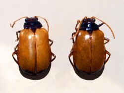 Chrysomelidae - Aplosonyx nigricollis.JPG