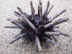 Cidaroid urchin in Galapagos.jpg
