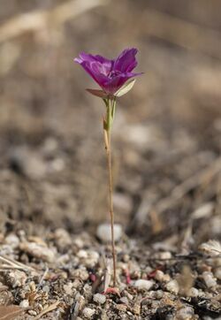 Clarkia jolonensis (14316711046).jpg