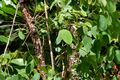 Cleistanthus collinus (Garari) in Narsapur forest, AP W IMG 0169.jpg