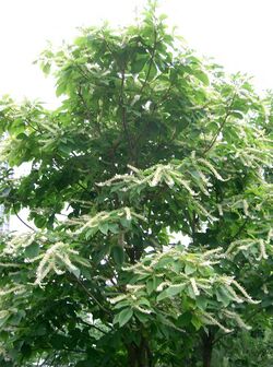 Clethra barbinervis5.jpg