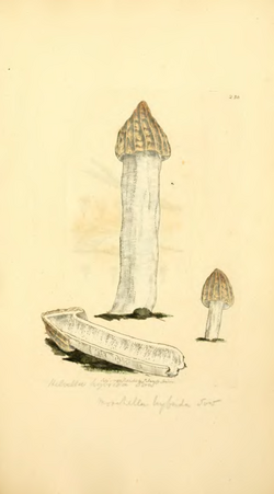 Coloured Figures of English Fungi or Mushrooms - t. 238.png