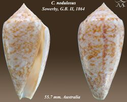 Conus nodulosus 1.jpg