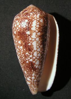 Conus omaria 002.jpg