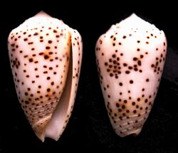 Conus pulicarius.shell001.jpg