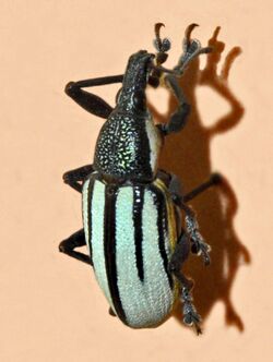 Curculionidae - Diaprepes abbreviatus.jpg