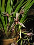 Cymbidium dayanum1.jpg