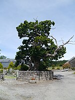 Darley Oak 2020.jpg