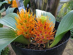 Daubenya aurea var coccinea2.jpg