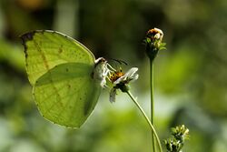 Dercas lycorias Doubleday, 1842 – Plain Sulphur Eaglnest (8271393041).jpg