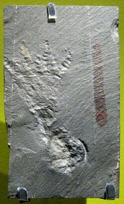 Echmatocrinus Brachiatus.jpg