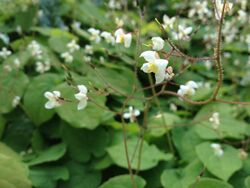 Epimedium pubigerum flowers.jpg