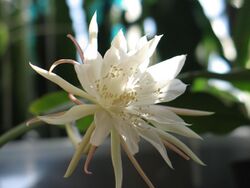 Epiphyllum pumilum286970600.jpg