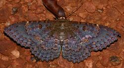 Erebid Moth (Feigeria scops) (28105022779).jpg