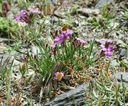 Erysimum baeticum baeticum.jpg