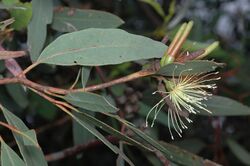 Eucalyptus macrandra buds.jpg