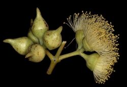 Eucalyptus oxymitra buds.jpg